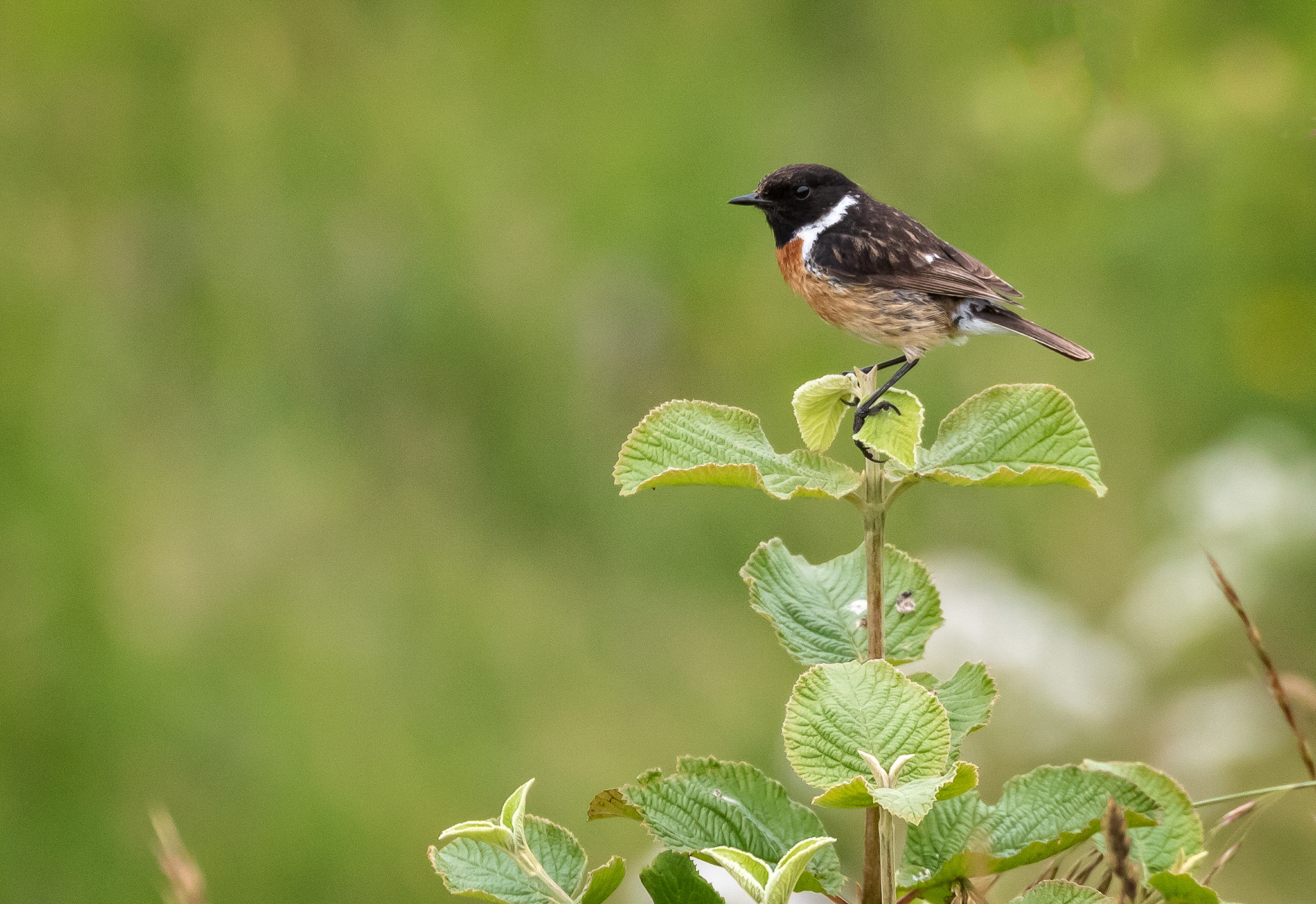 A walk round Badbury Rings