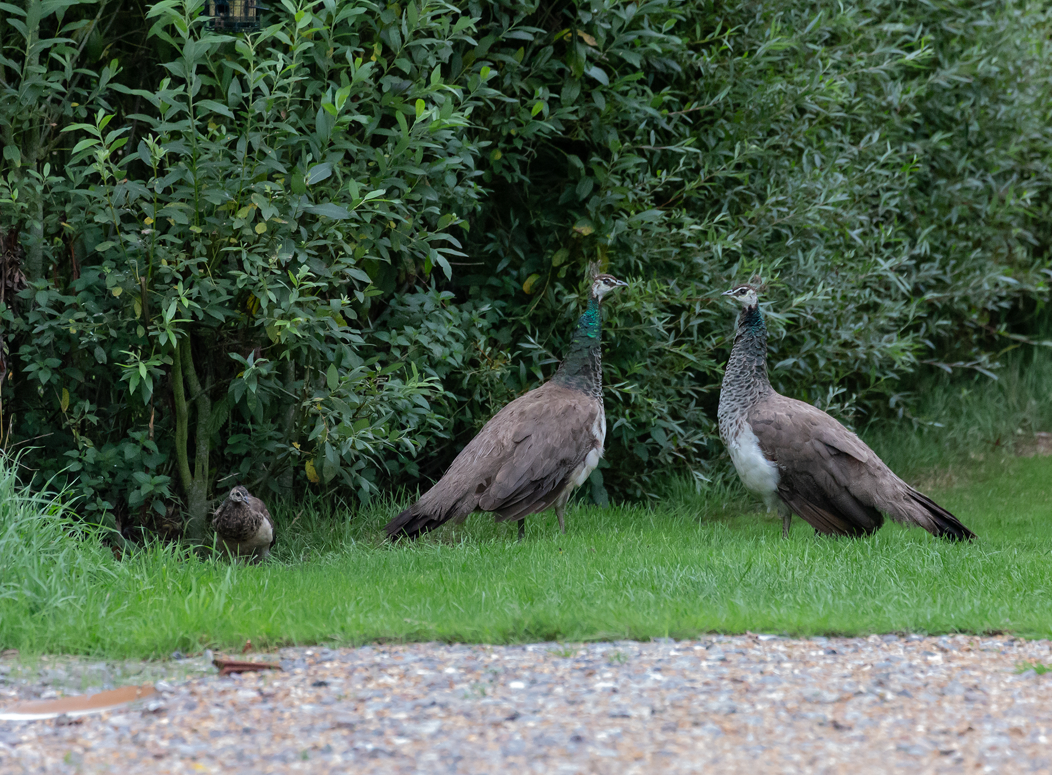 Hedgehogs and other animals!