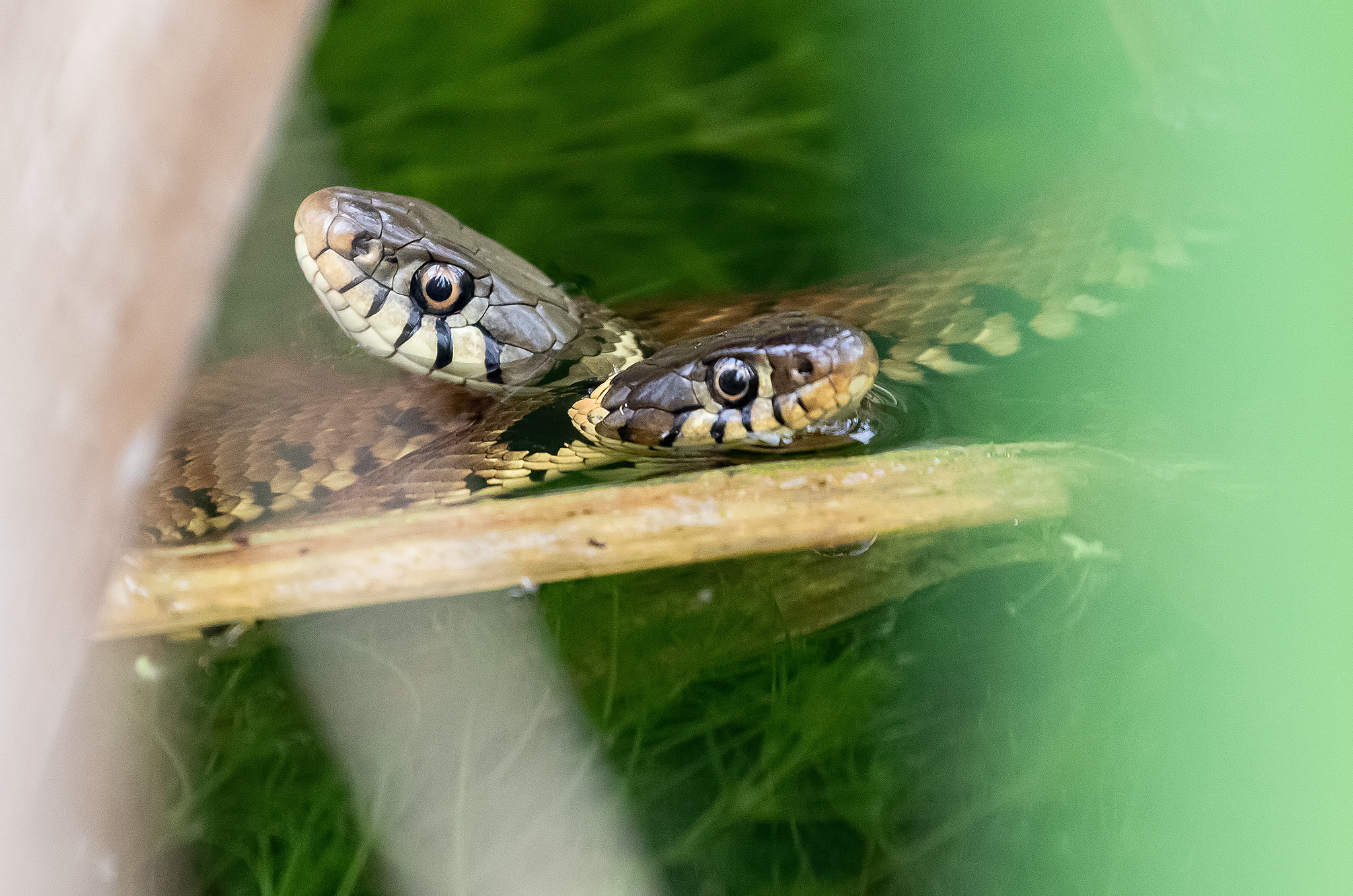 Avalon Marshes Sept 2018 Part 1