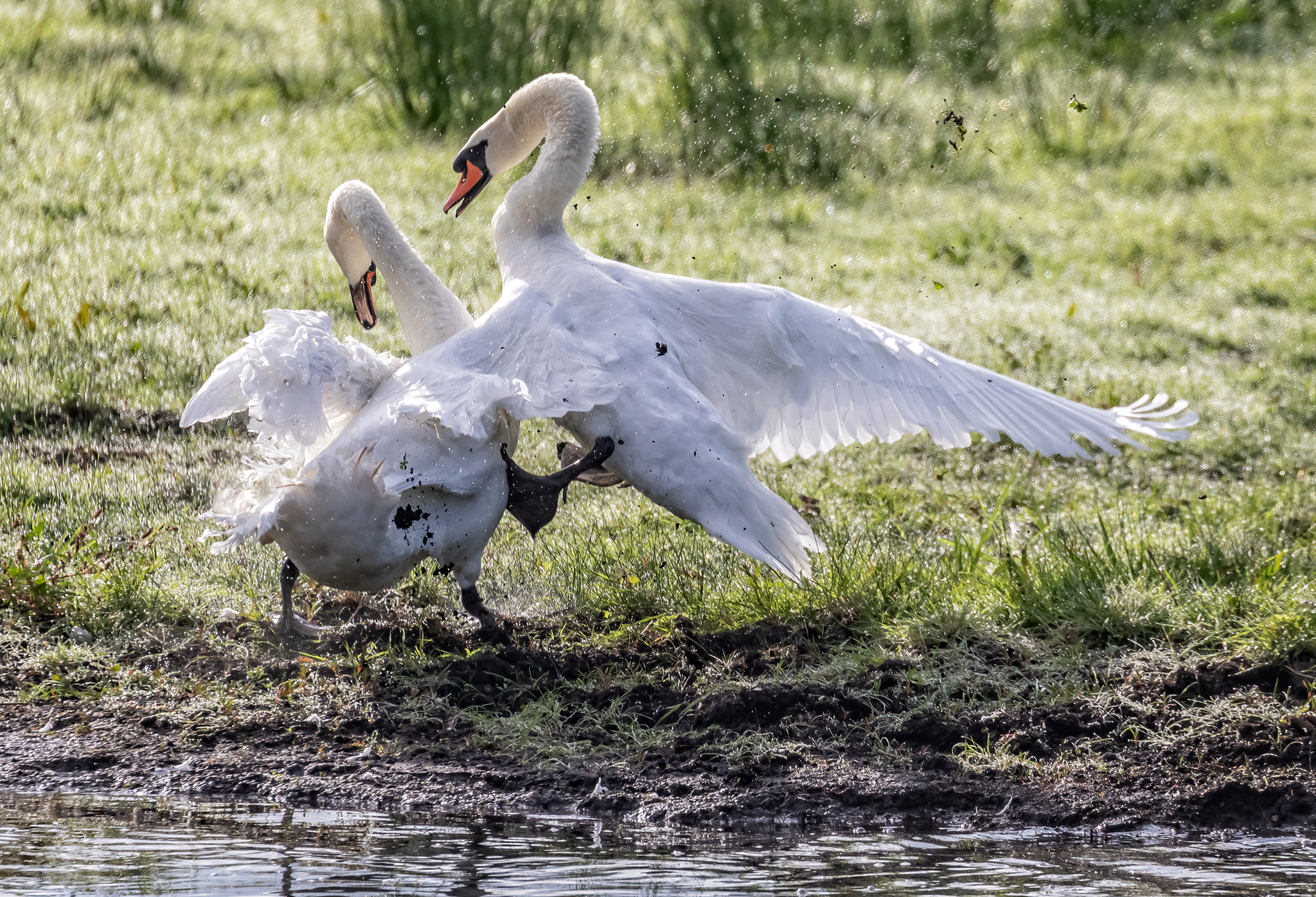 Avalon Marshes Sept 18 Part 2