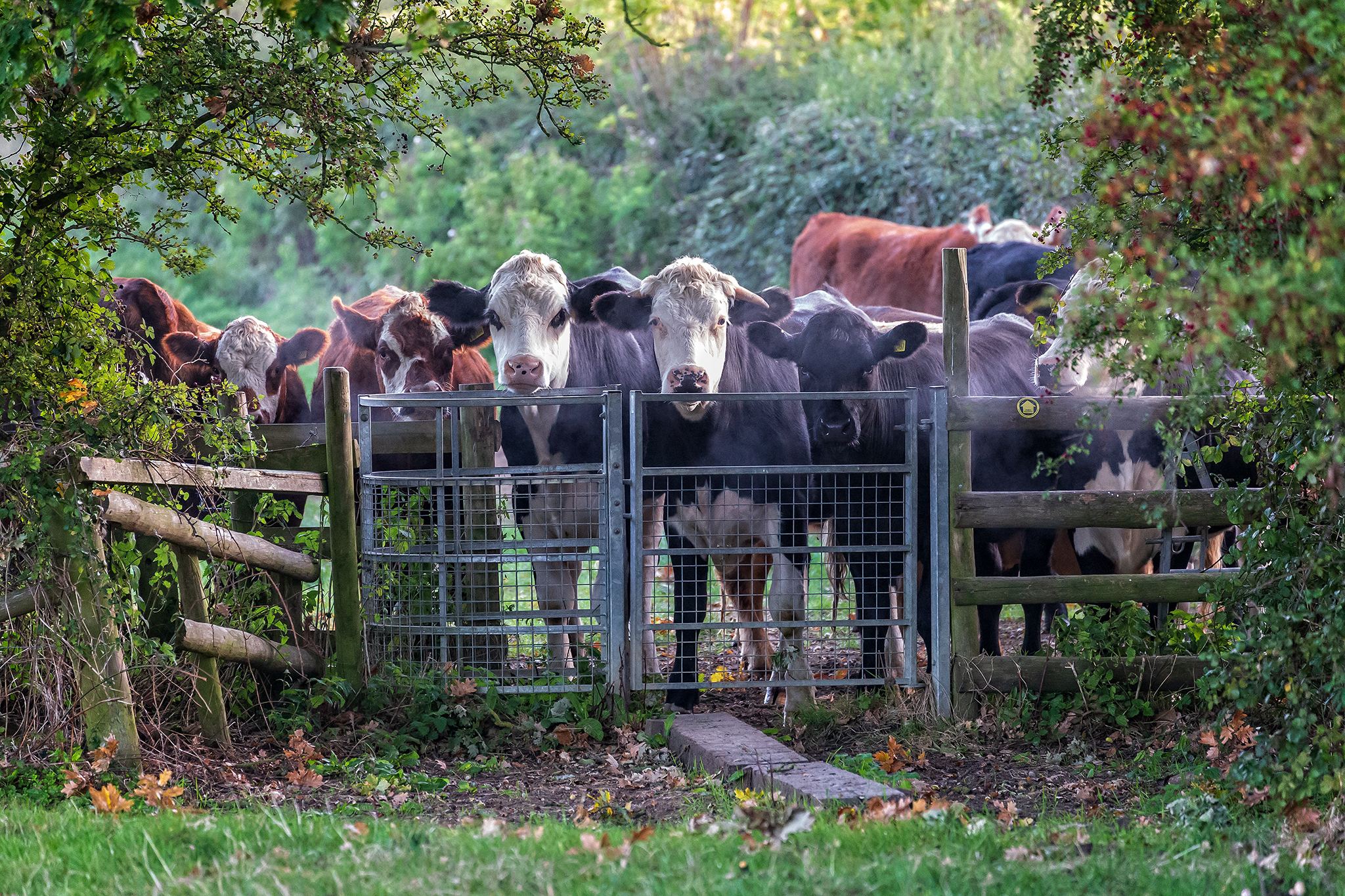 Encounters with animals!
