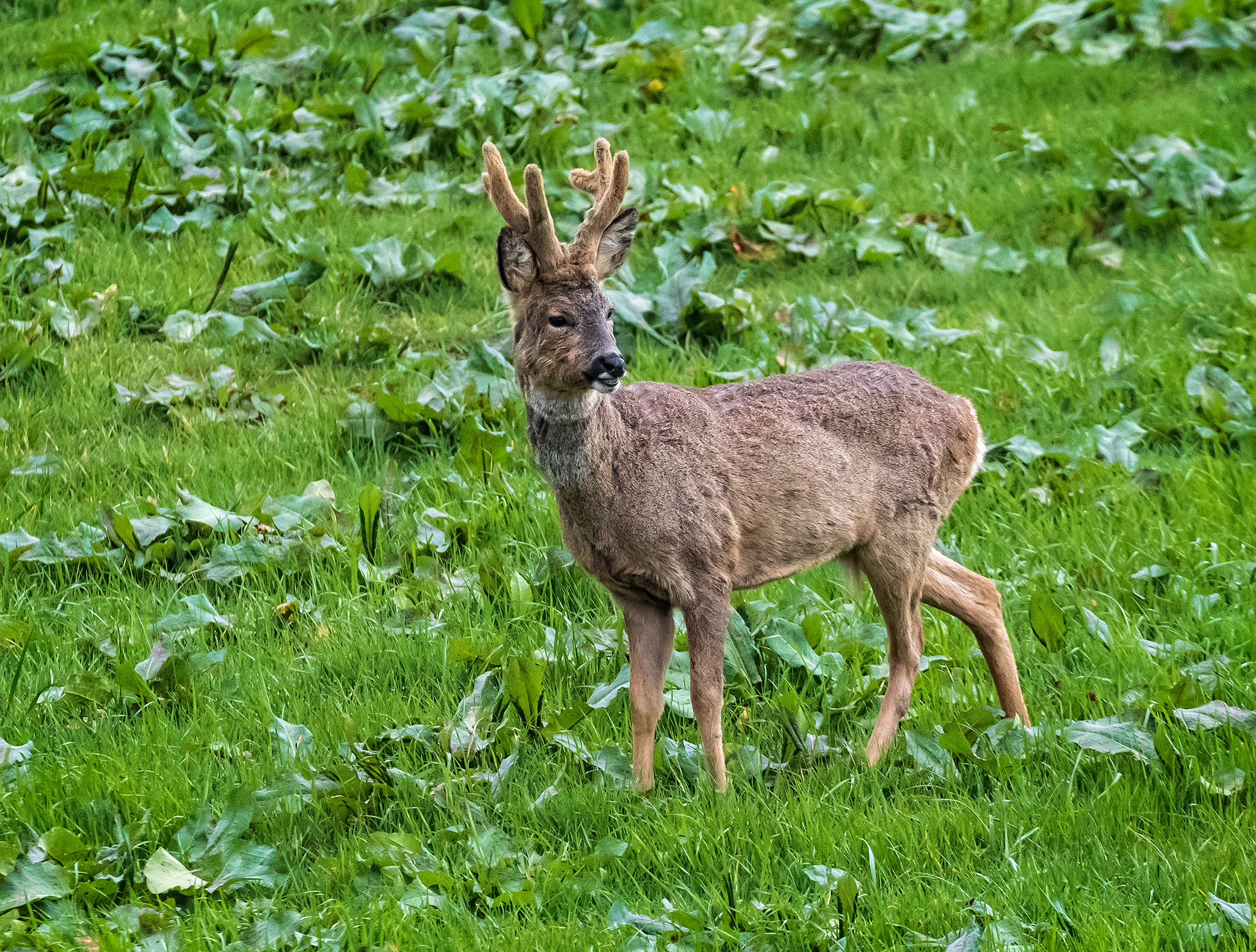 Roe Deer