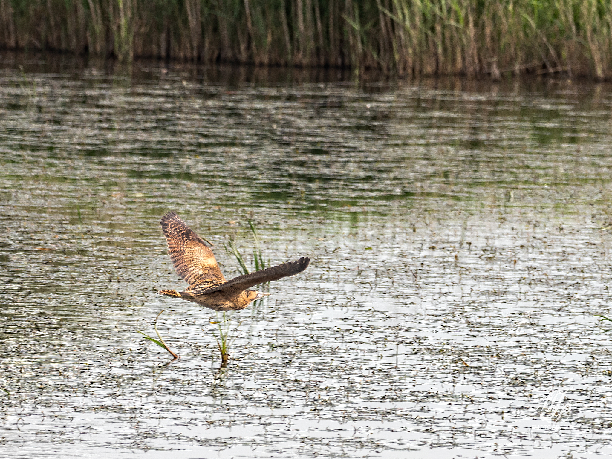 Avalon Marshes Gallery