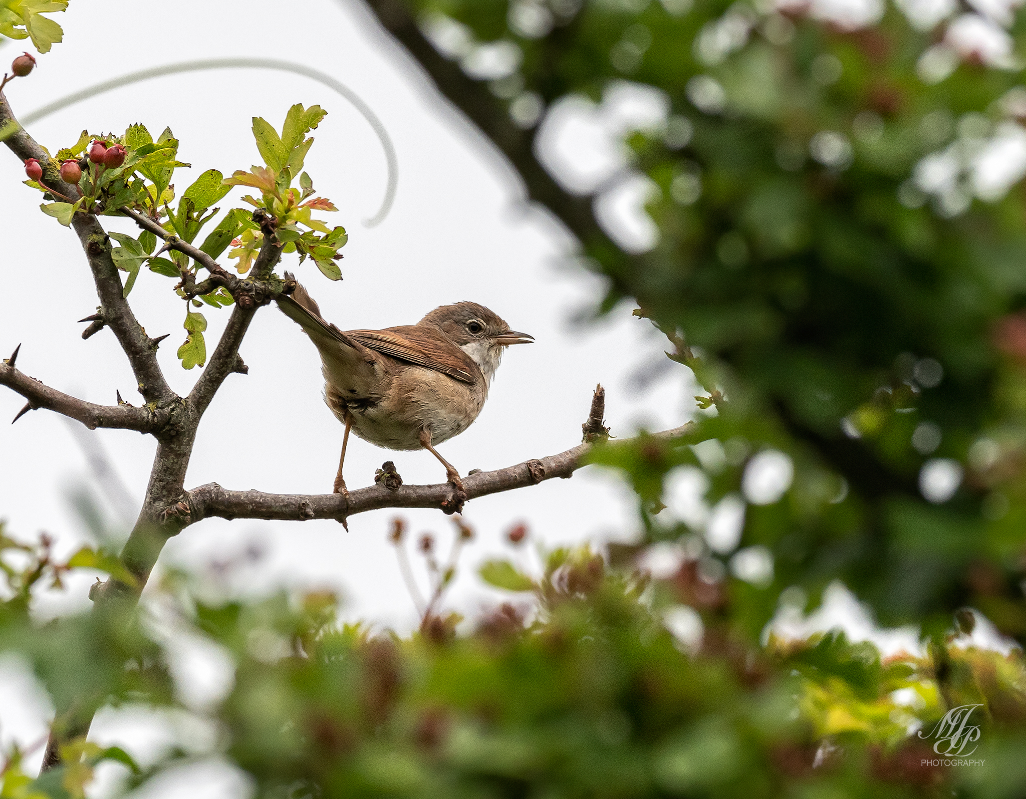 Whitethroat