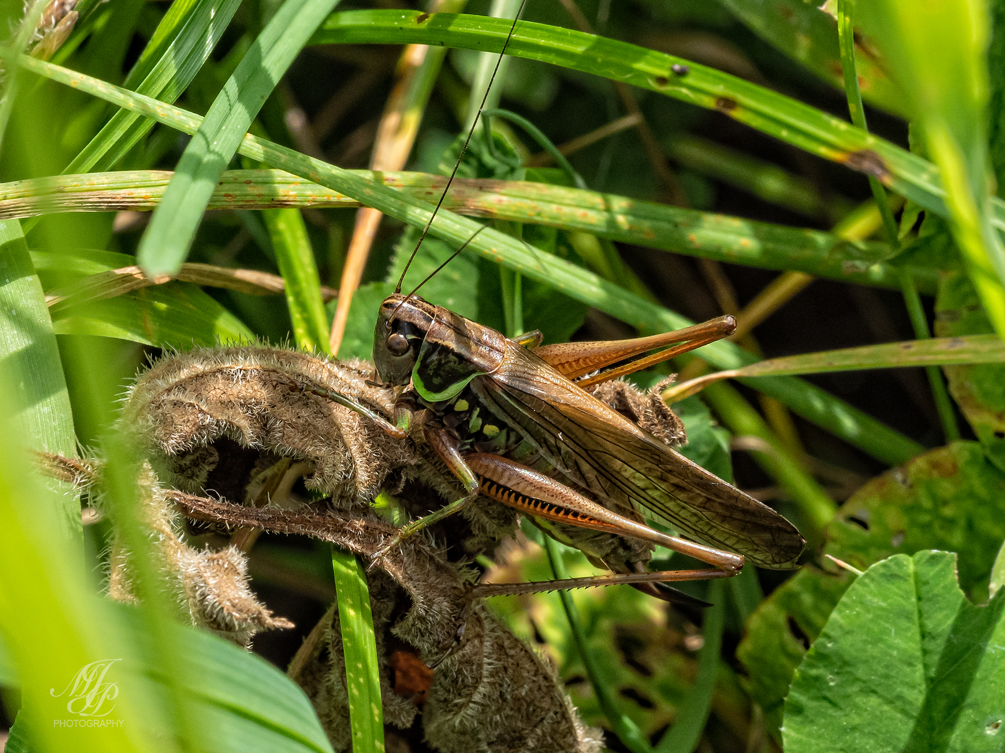 Grasshoppers and Cricket