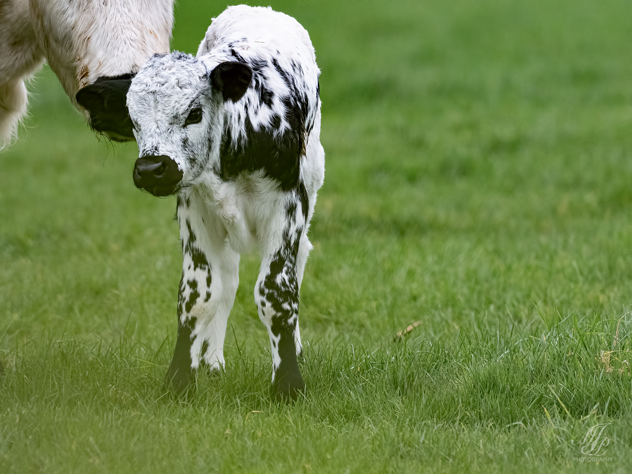 Circular walk, Chisel Farm