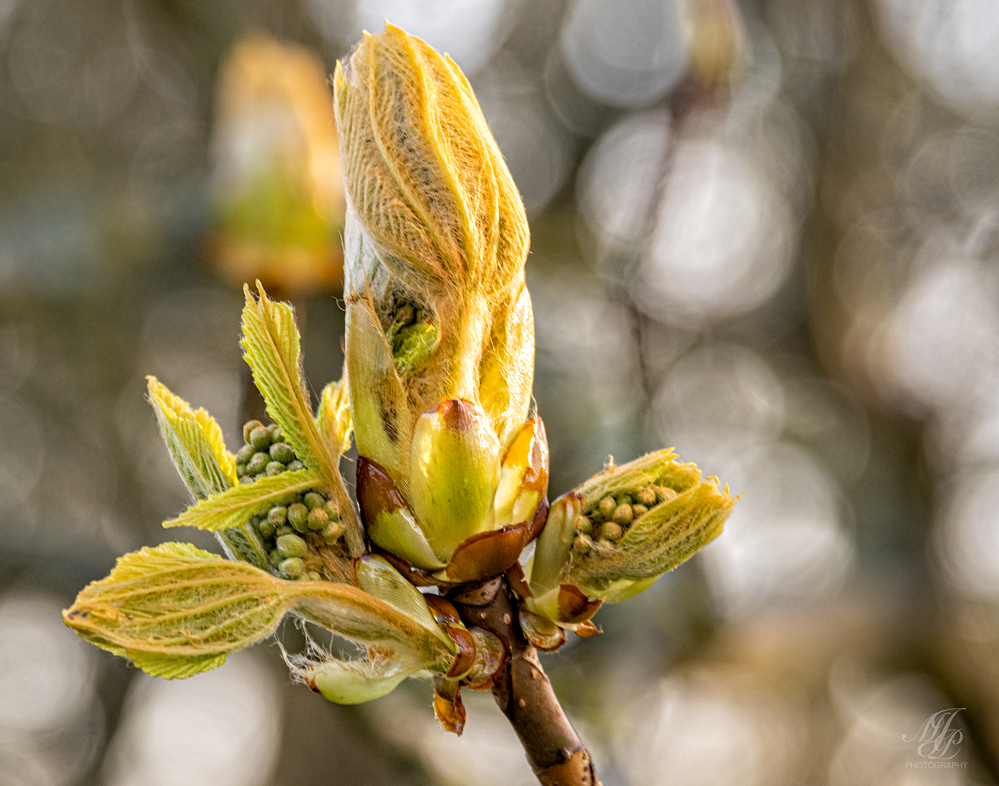 Hambledon Hill – one a day start