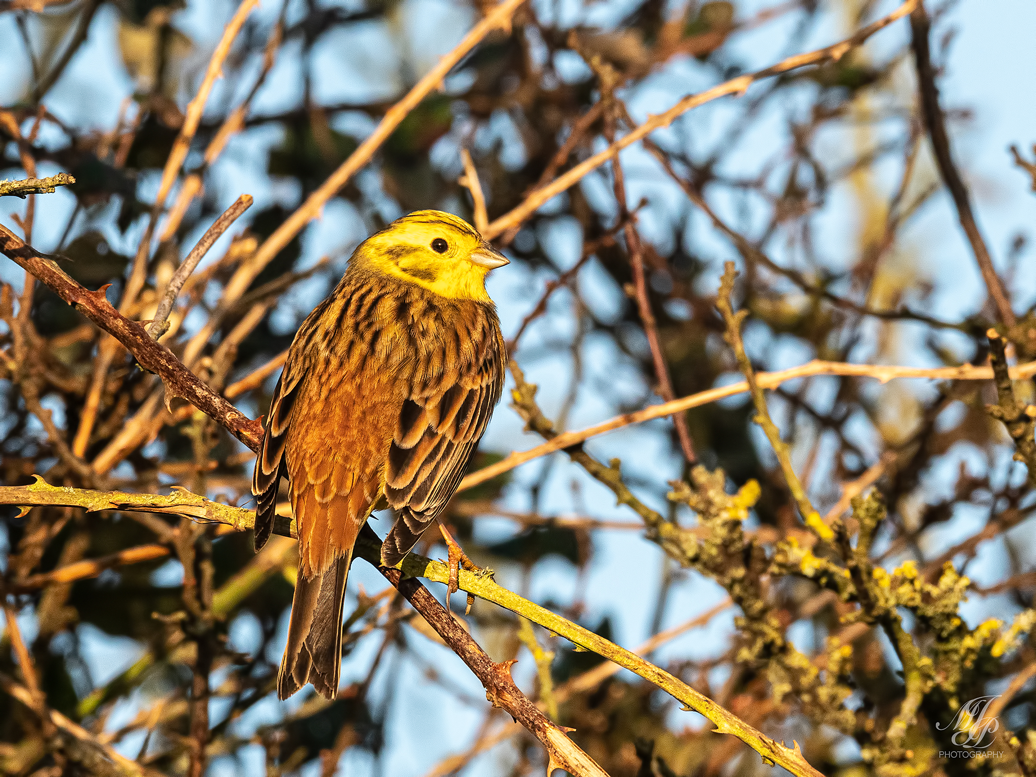 Shillingstone to Hammoon