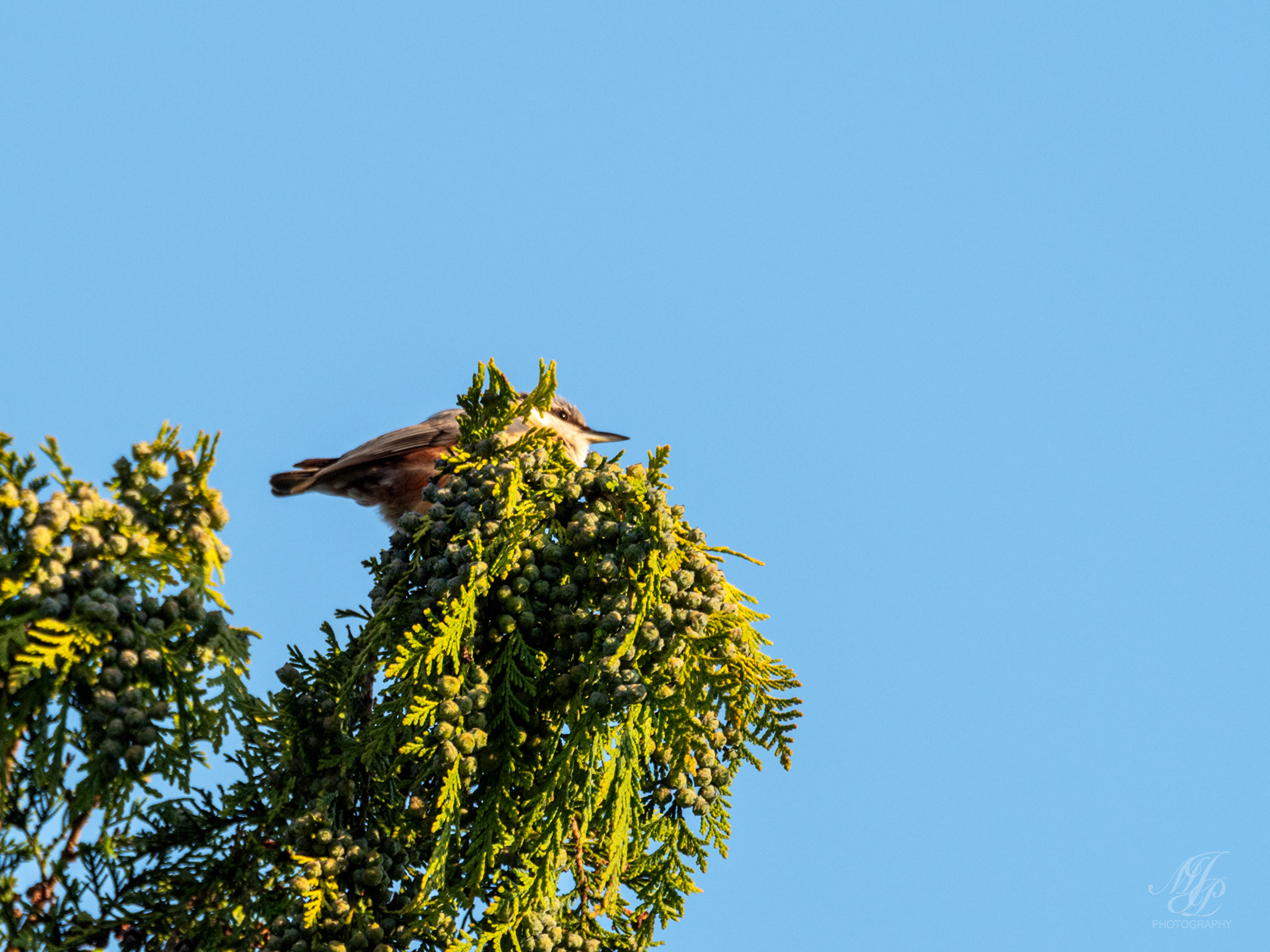 Under Hambledon Hill
