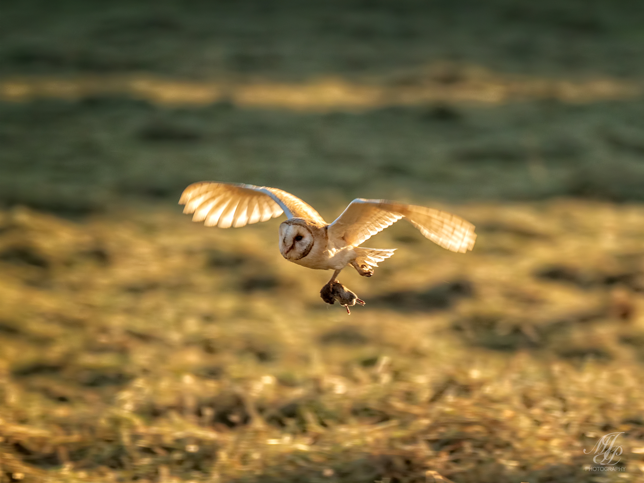 Barn Owl