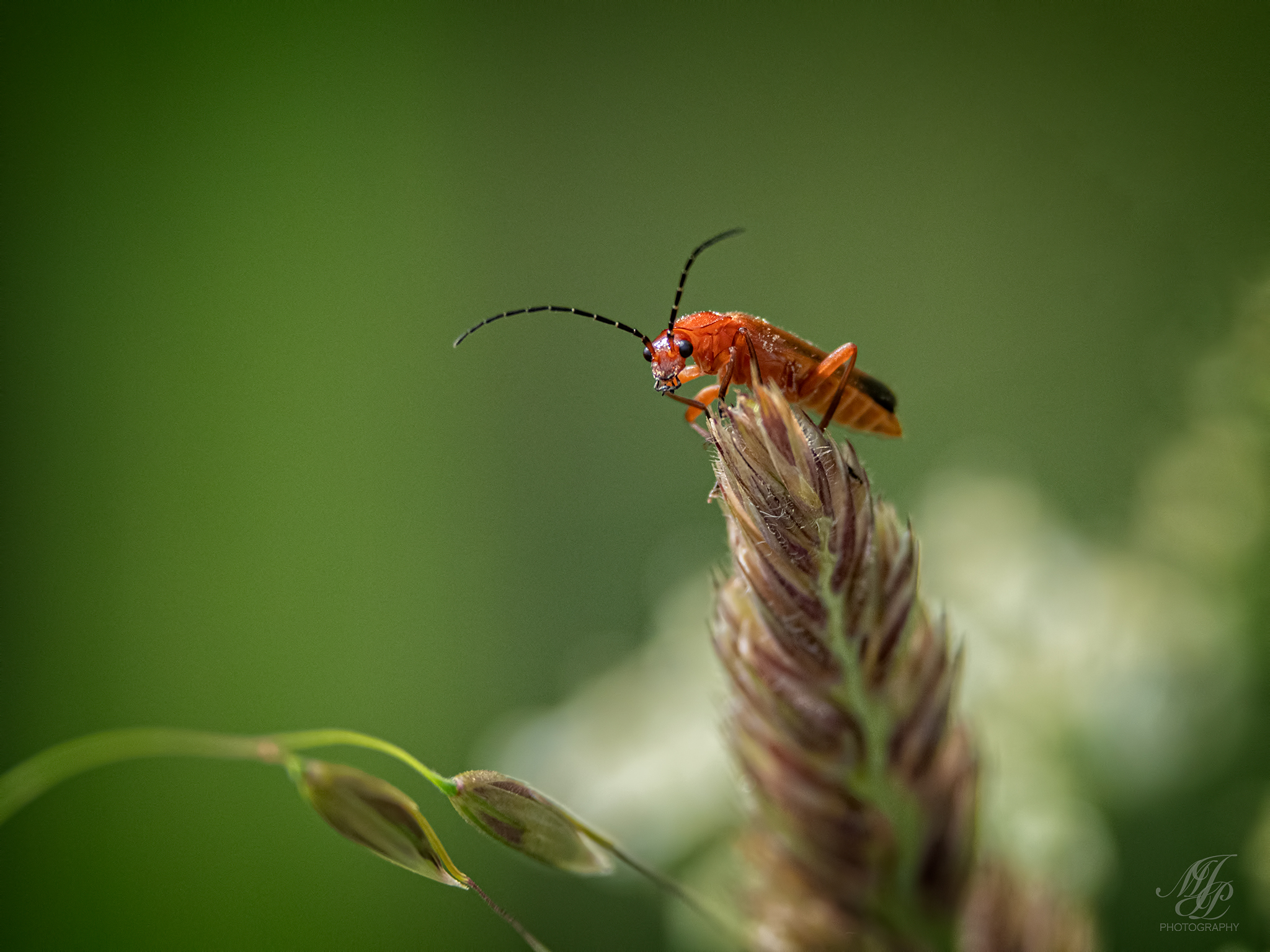 Greenway Lane revisited