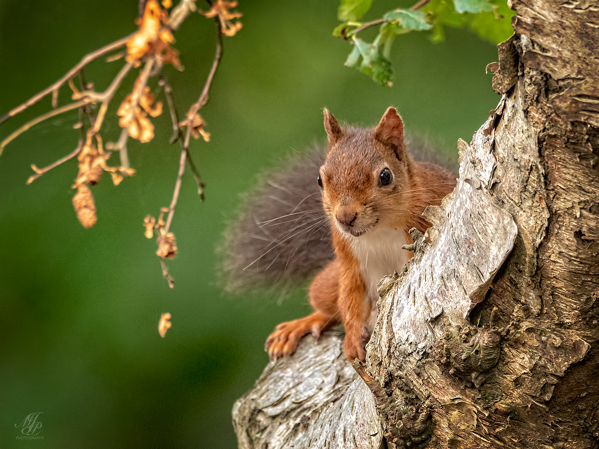 Red Squirrels, Brownsea Island