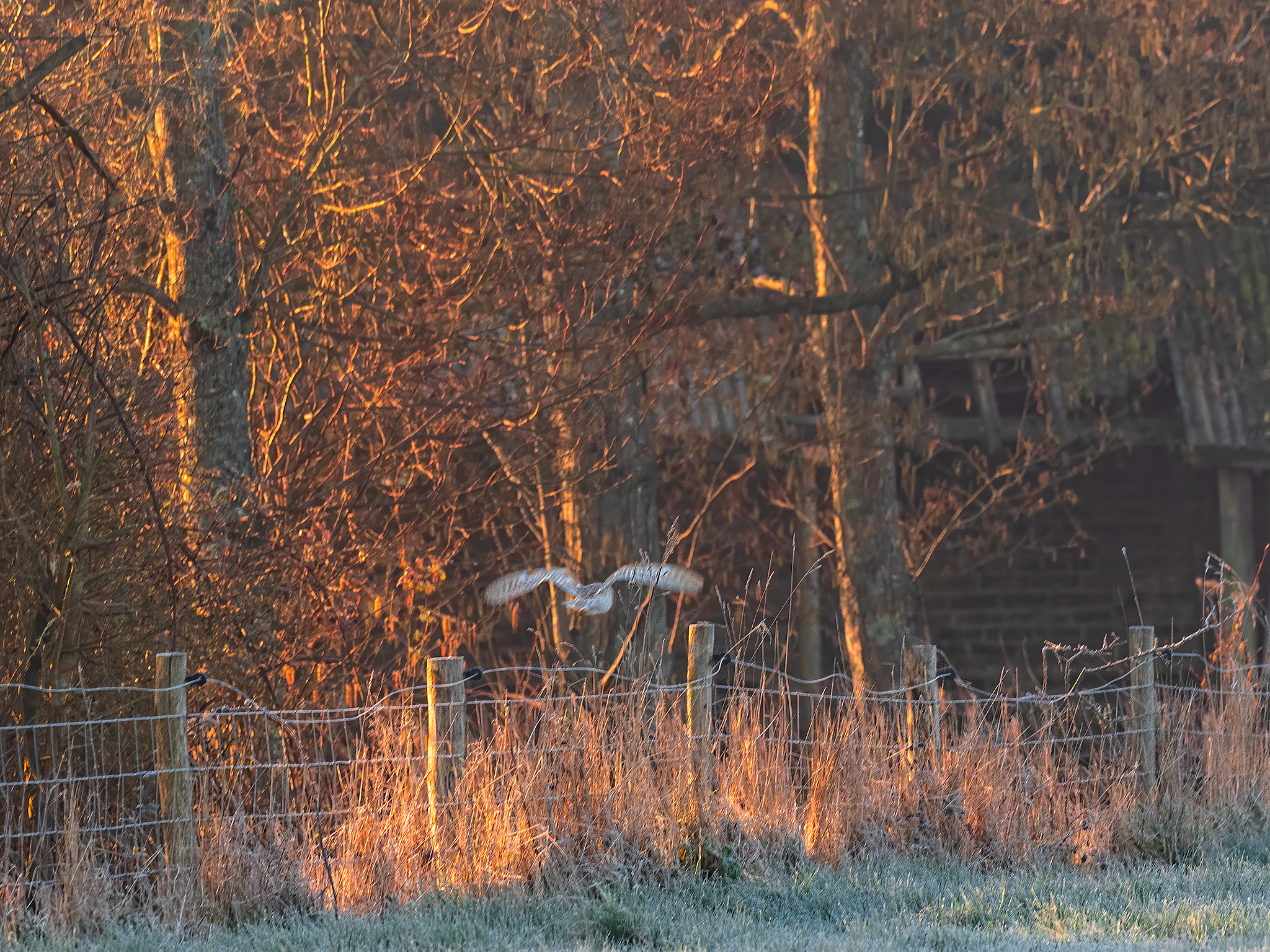 Bere Marsh Owl