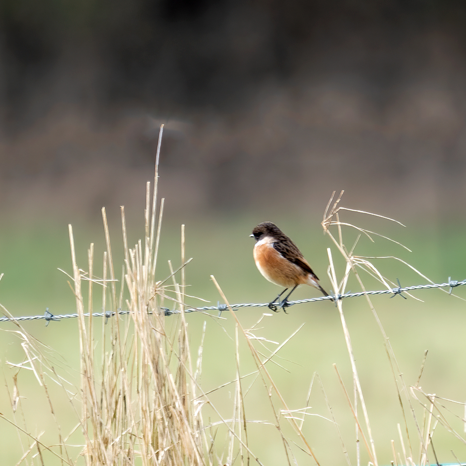 Stonechat and things
