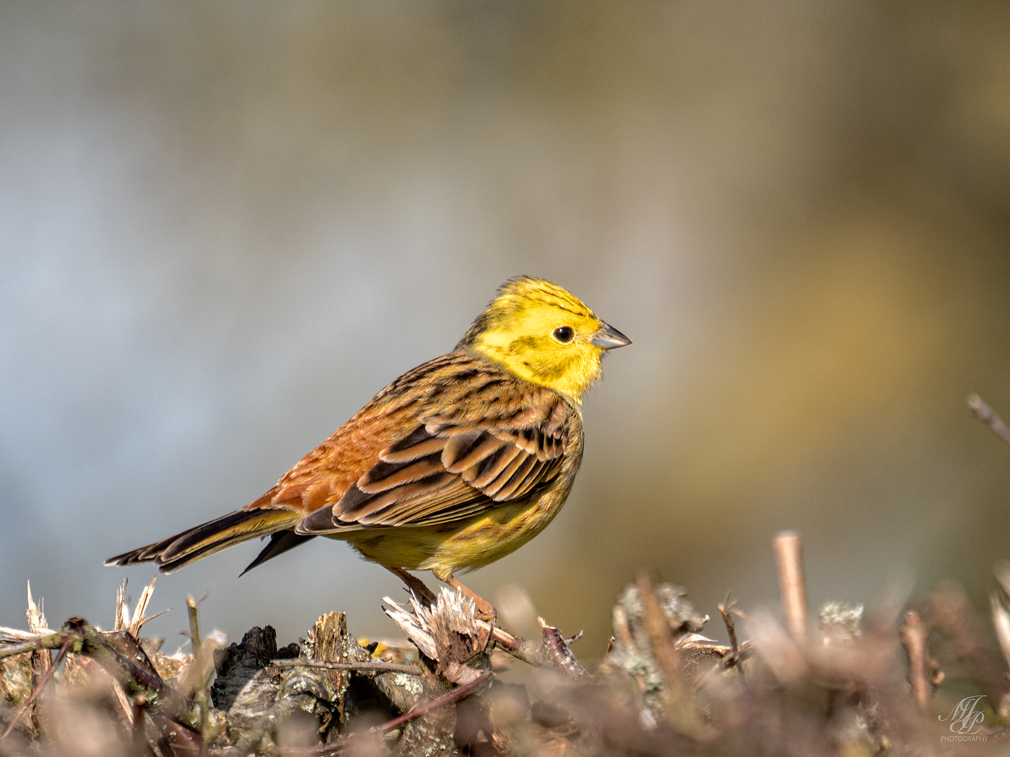 Yellowhammers & other birds