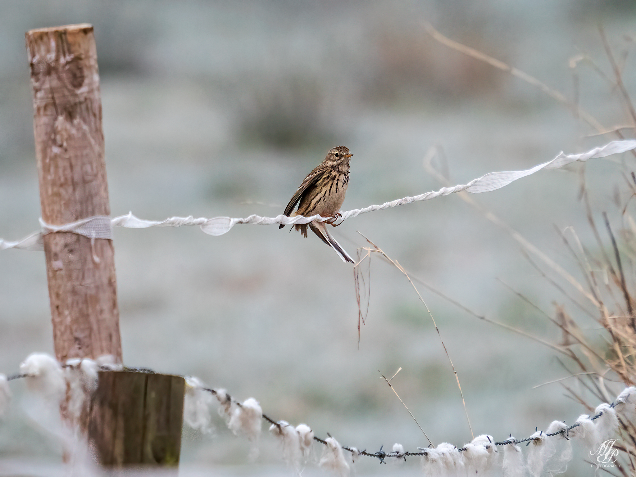 Meadow Pipit