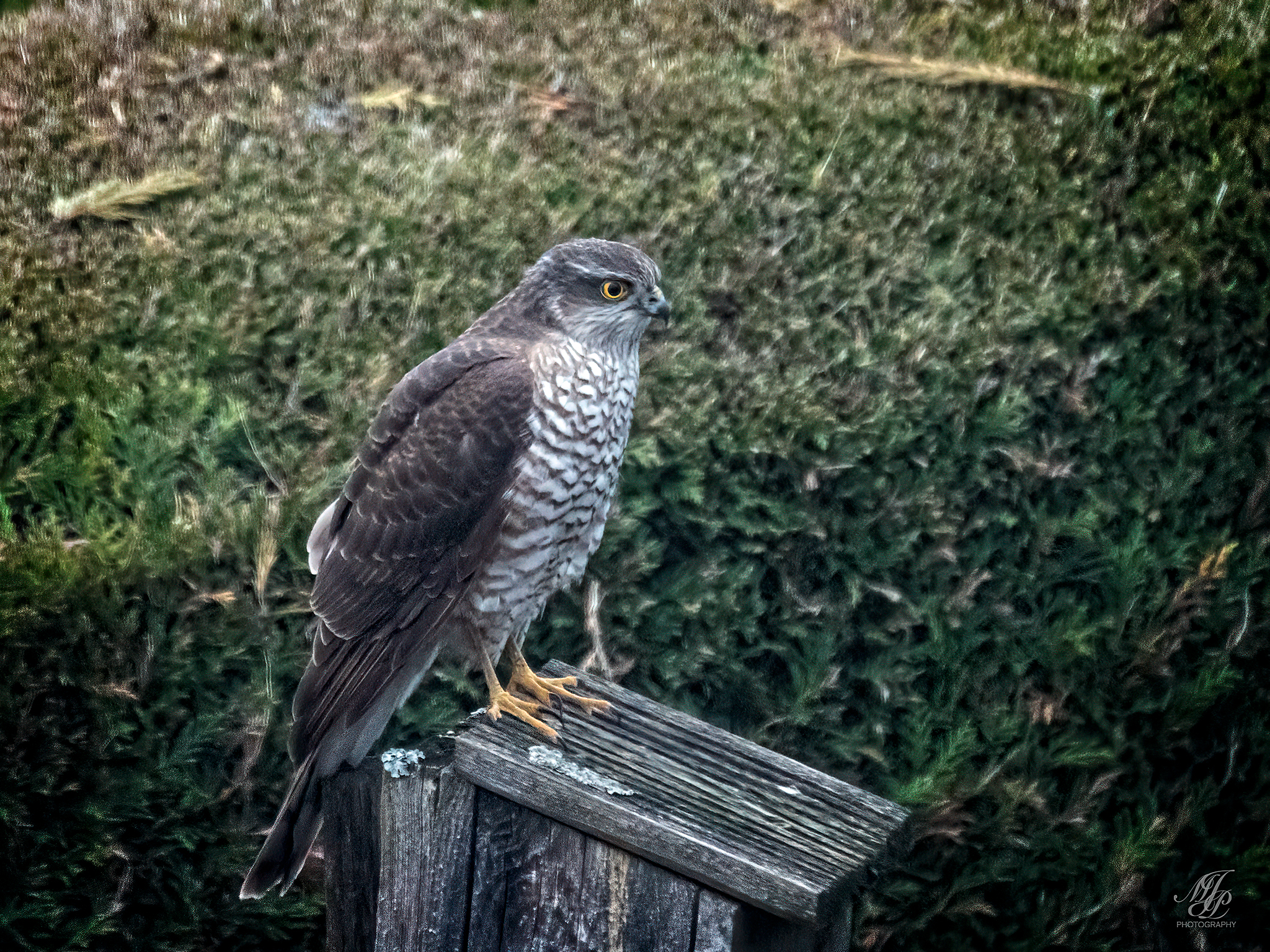 Netmead wander & Home