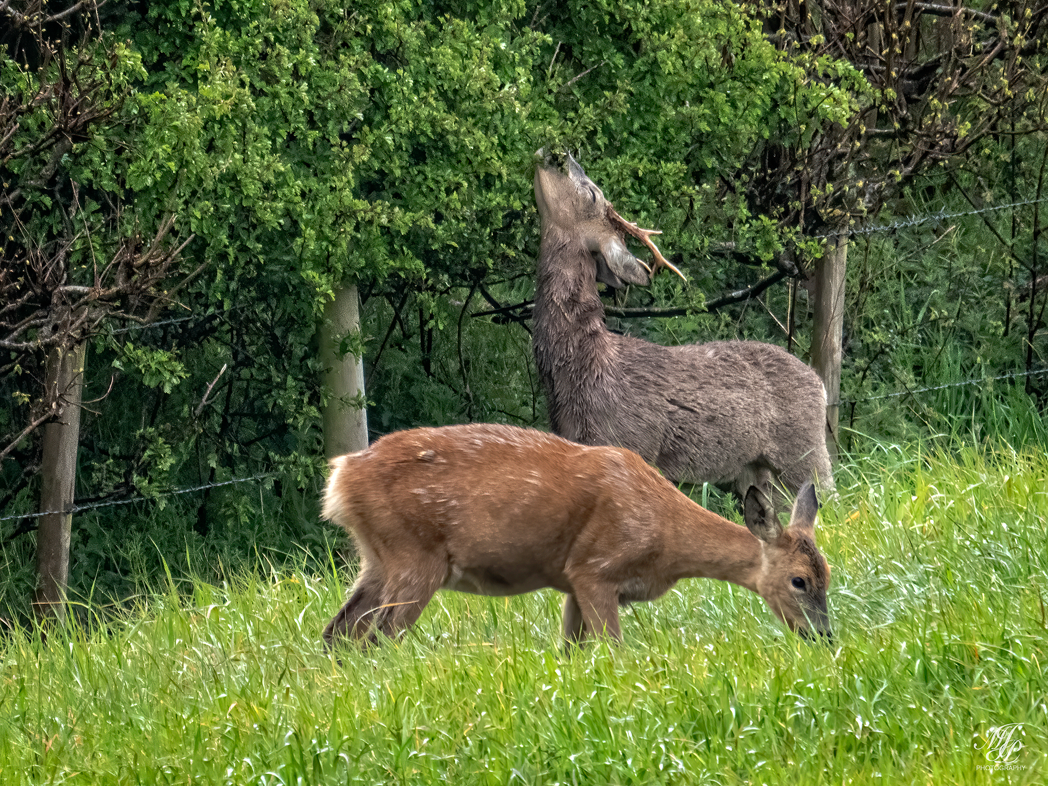Roe Deer Family