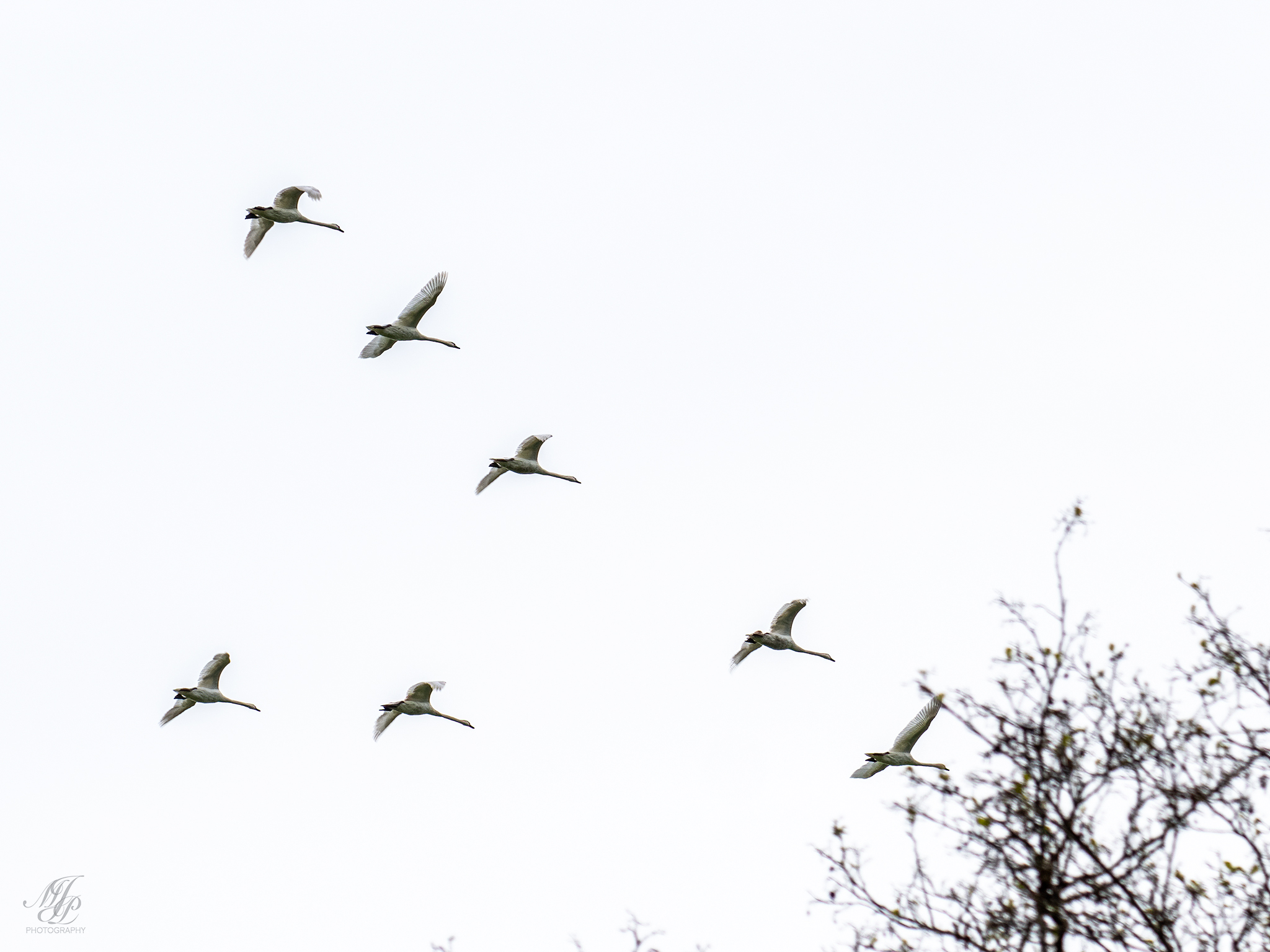 Bere Marsh to Hammoon