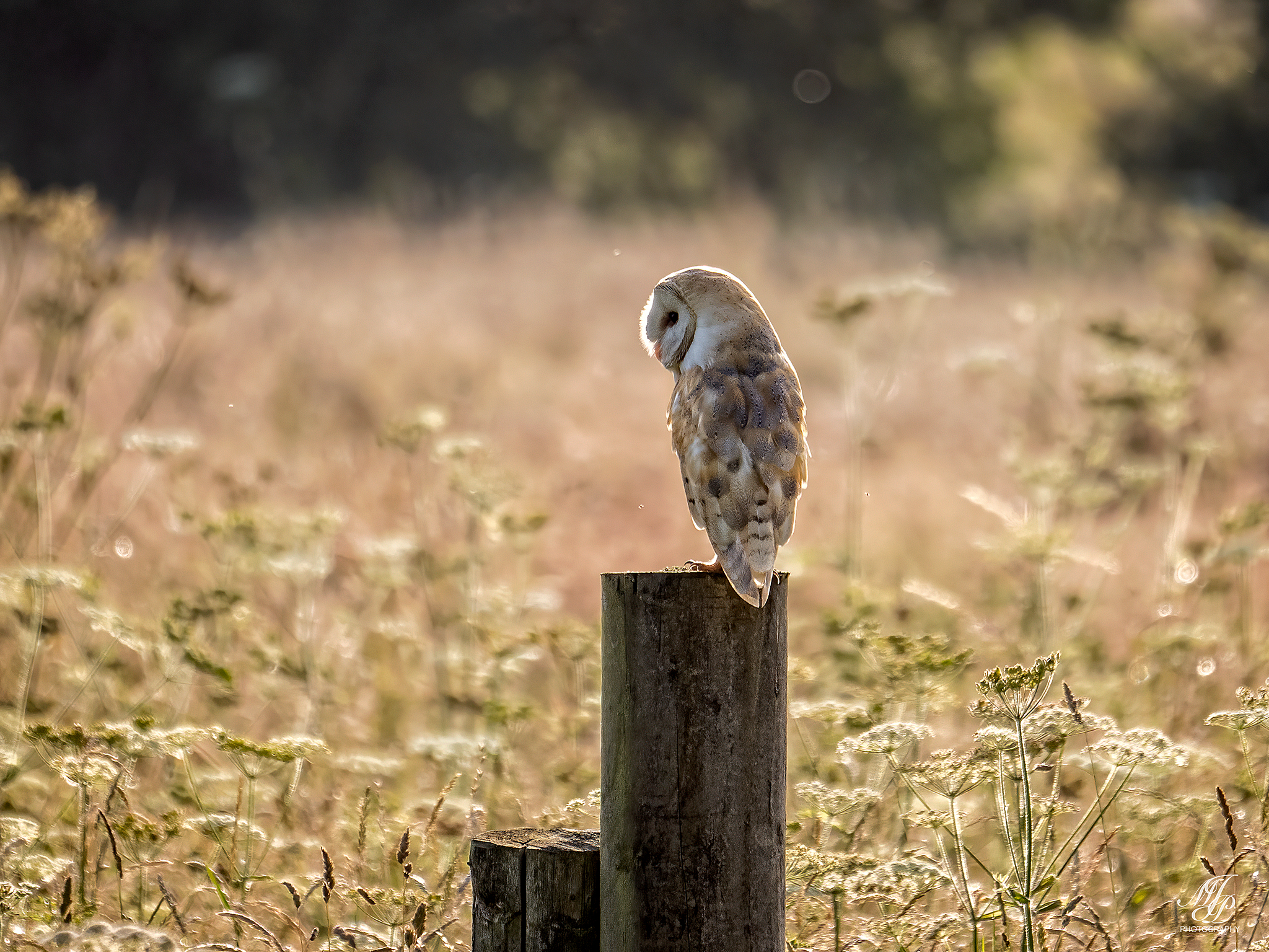 Barn Owl