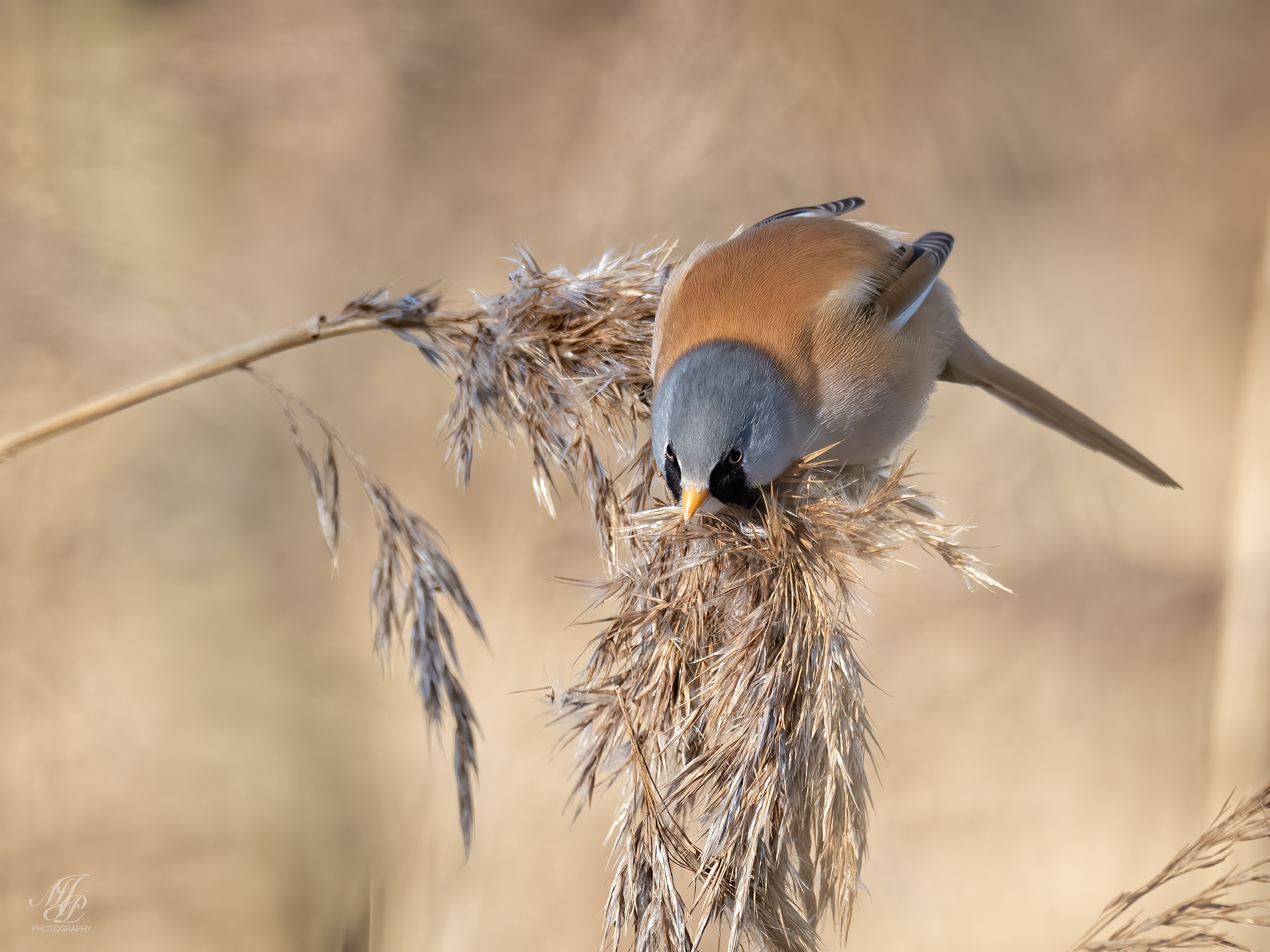 RSPB Radipole Lake