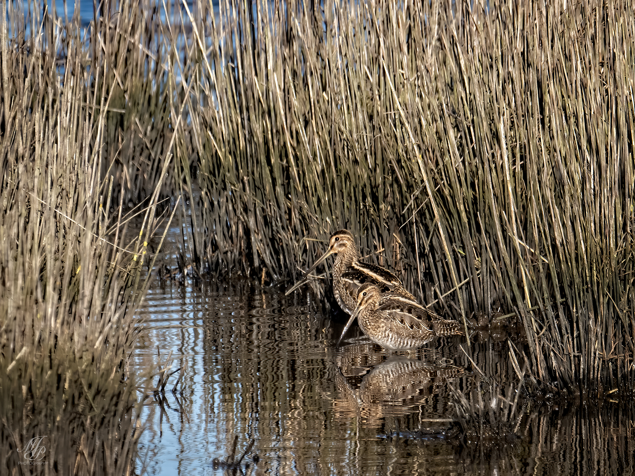 RSPB Lodmoor