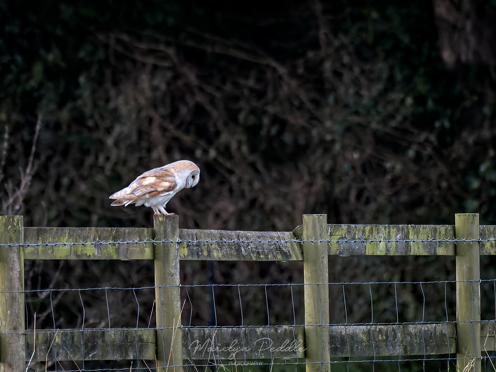Barn Owl
