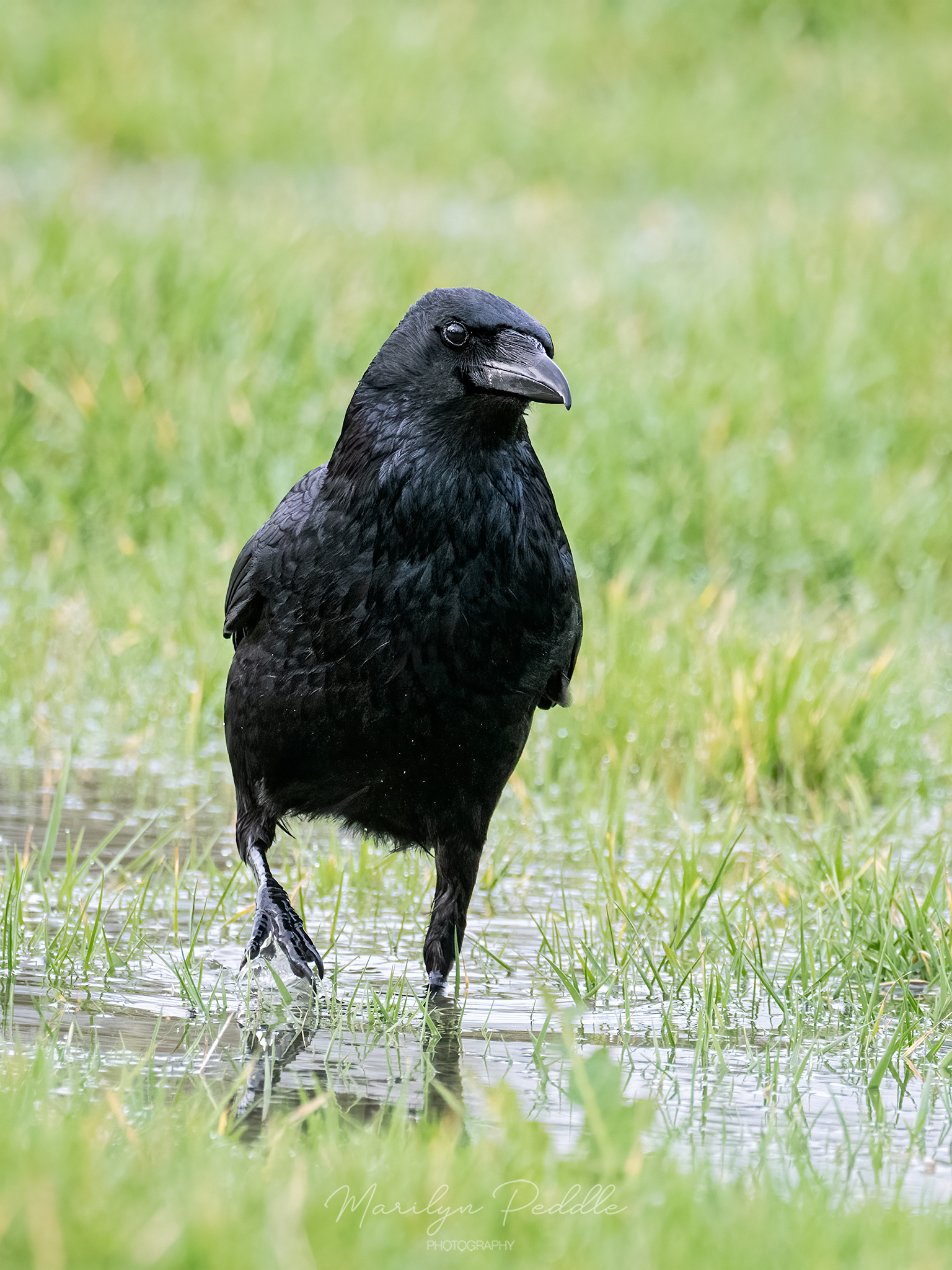 Bere Marsh and around home