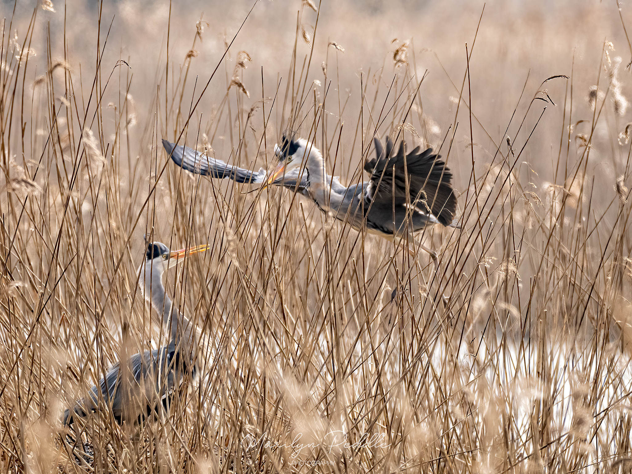 RSPB Ham Wall & Catcott