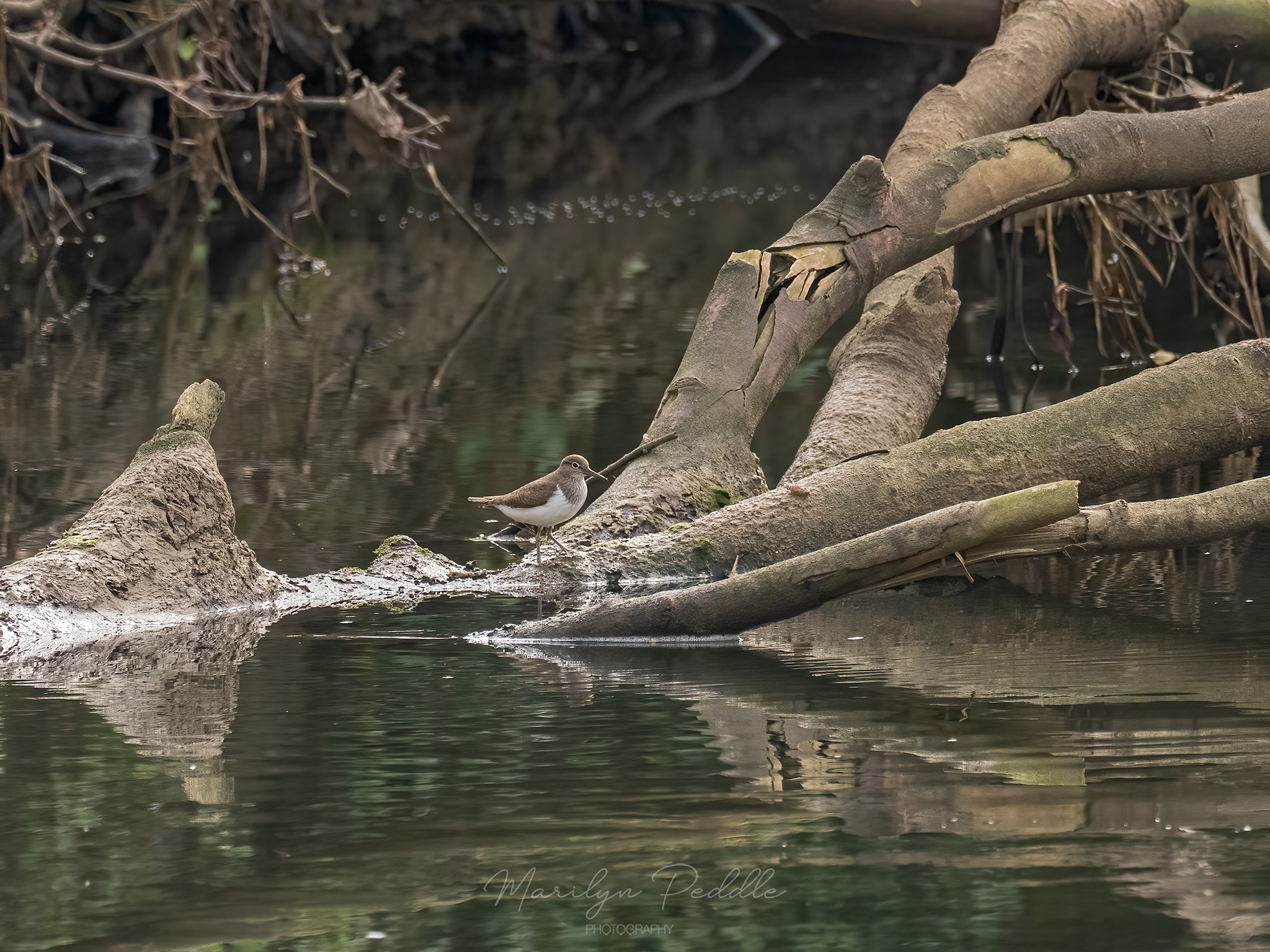 Stour Meadows, Blandford