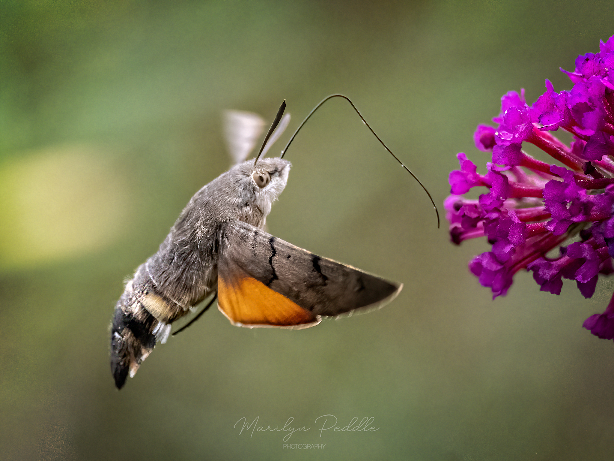 Humming-bird Hawk-moths